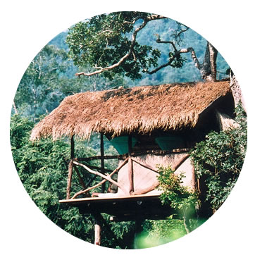 tree_house