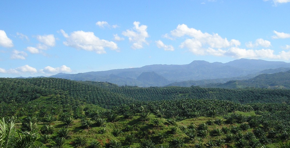 Oil_palm_plantation